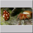 Calvia quatuordecimguttata - Vierzehntropfiger Marienkaefer 06a.jpg